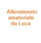 Allevamento amatoriale da Luca