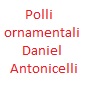 Polli ornamentali Daniel Antonicelli