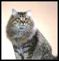 Abacat Siberian Cattery