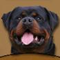 Rottweiler delle Abbadesse