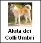 Akita dei Colli Umbri - Allevamento akita-inu