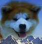 Akita inu del faito - Allevamento akita-inu