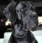 Kennel di Shakir - Allevamento alano