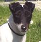"dell'Arce" - Allevamento fox-terrier