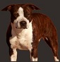 All. Wichita Kennel