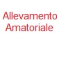 amatoriale