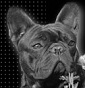 Boule de Voyance - Allevamento bouledogue-francese