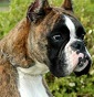 Castel Valentia - Allevamento boxer