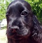 Allevamento di Casa Vecchia - Allevamento cocker-spaniel