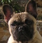 Pierrot - Allevamento bouledogue-francese
