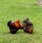 All. I tre confini