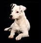 Jack Russel Terrier