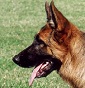 Allevamento Schwarz