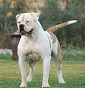American Bulldog Roma
