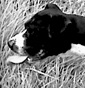 AM Game Kennel - Allevamento american-pit-bull-terrier