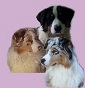 of Bull's Angel Kennel e farm - Allevamento australian-shepherd