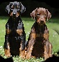 Dobermann delle Antiche Murge - Allevamento dobermann