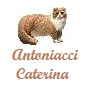 Antoniacci Caterina