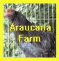 Araucana Farm