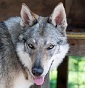 Athanor Lupus - Allevamento cane-lupo-cecoslovacco