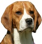 Auximon Beagle Kennel - Allevamento beagle