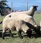 Azienda agricola "CASOI"