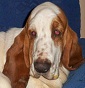 Auritus bassethound