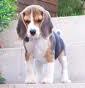 Beagle del Casal Lumbroso