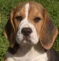 Beagle di FontePosca