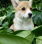 Bebop kennel
