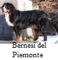 Bernesi dal Piemonte - Allevamento bovaro-del-bernese