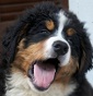 Bovari del Molino delle Gorge - Allevamento bovaro-del-bernese