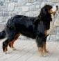 Bovaro del Bernese Val di Vara - Allevamento bovaro-del-bernese