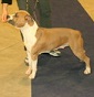 Blue Amstaff