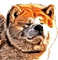 BordaAkitaInu