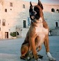 Boxer dei Conti di Puglia