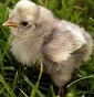 Brahma end Marans - Allevamento corritrice-indiana-pezzata