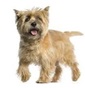 ORSO ROSSO CAIRN TERRIER