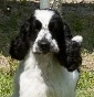 Calabriacocker - Allevamento cocker-spaniel
