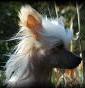 Allevamento Chinese Crested dog