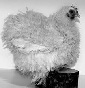 il Pollo ornamentale