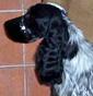 Bluemystic Cocker Ingles - Allevamento cocker-spaniel