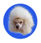 Artaiga's - Allevamento barbone