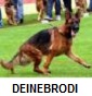 deinebrodi