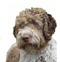 Dei Silvanbull - Allevamento lagotto-romagnolo