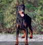 Del Castello di Pietrarossa - Allevamento dobermann