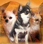 Dellasierratarahumara - Allevamento chihuahua