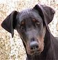 Allevamento Dobermann amatoriale liguria - Allevamento dobermann