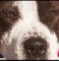 Dogos Kennel - Allevamento american-pit-bull-terrier