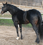 Drover's Run Horse Ranch